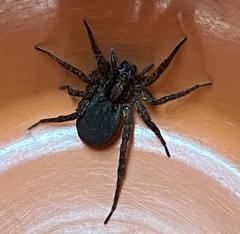 Varacosa