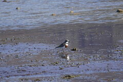 Charadrius bicinctus