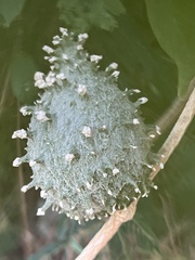 Ibatia