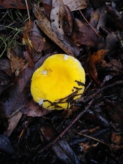 Russula flavida