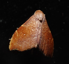 Heterorta plutonis