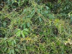 Cuscuta reflexa