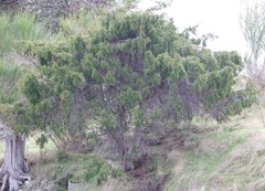 Juniperus maritima