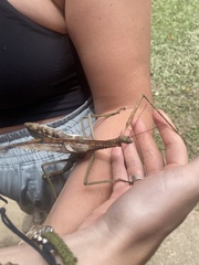 Acrophylla wuelfingi