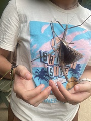 Acrophylla wuelfingi