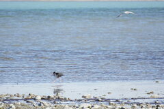 Himantopus novaezelandiae