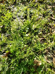 Ptilimnium capillaceum