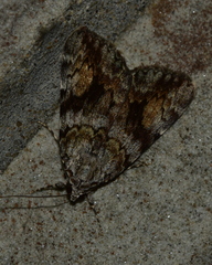 Catocala amica