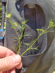 Ptilimnium capillaceum