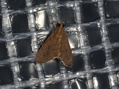 Hyalobathra crenulata