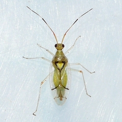 Hyaliodes brevis