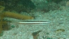 Valenciennea helsdingenii