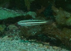 Valenciennea helsdingenii