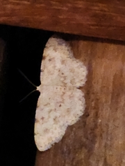 Scopula plantagenaria