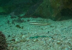 Valenciennea helsdingenii