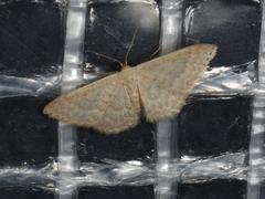 Idaea philocosma