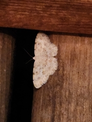 Scopula plantagenaria