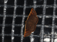 Picromorpha pyrrhopa