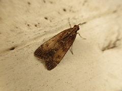 Eudonia asterisca