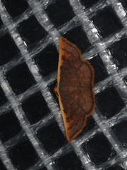 Picromorpha pyrrhopa