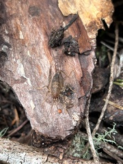 Ceuthophilus californianus