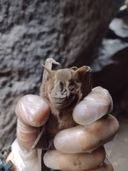 Artibeus lituratus