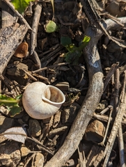 Helminthoglypta traskii