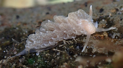 Spurilla braziliana