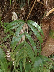 Pteris cretica