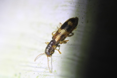 Cymatodera undulata