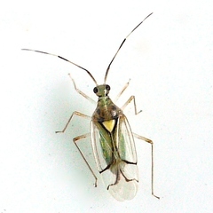 Hyaliodes brevis