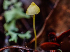 Mycena oregonensis