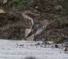 Calidris alpina