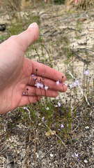 Nuttallanthus canadensis