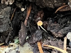 Mycena acicula