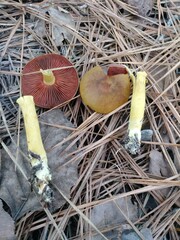 Cortinarius tinctorum