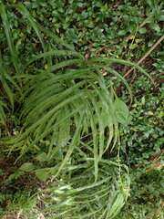 Pteris cretica