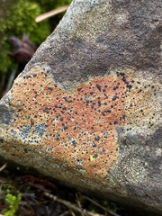 Ionaspis obtecta