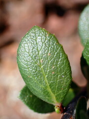 Arctostaphylos pacifica