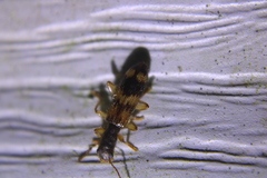 Cymatodera undulata