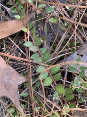Vaccinium crassifolium