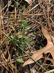Vaccinium crassifolium