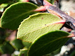 Arctostaphylos pacifica