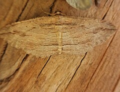 Austrocidaria gobiata