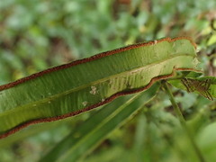 Pteris cretica