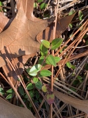Vaccinium crassifolium