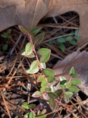Vaccinium crassifolium