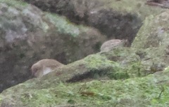Calidris alpina