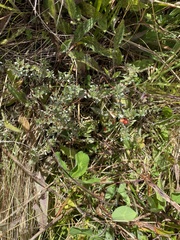 Pimelea concinna