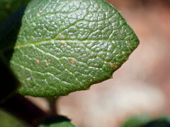 Arctostaphylos pacifica